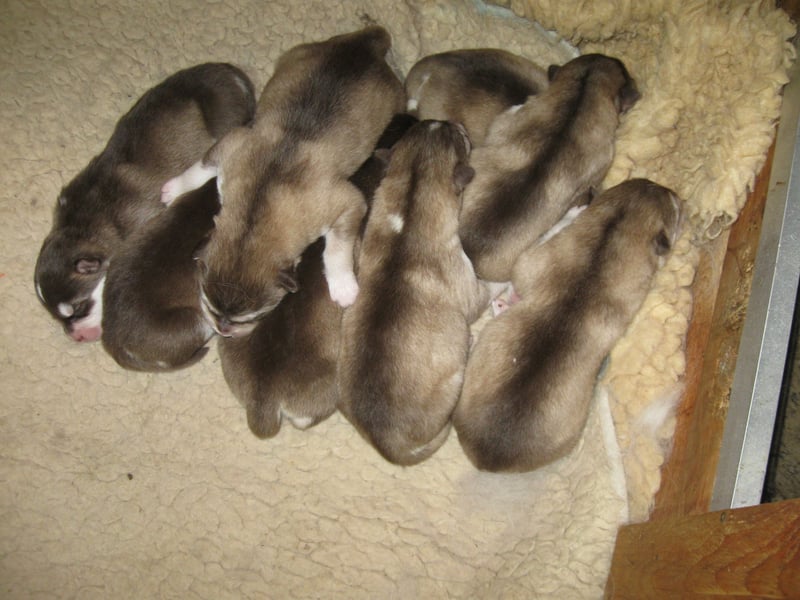 Alaskan Malamute Welpen