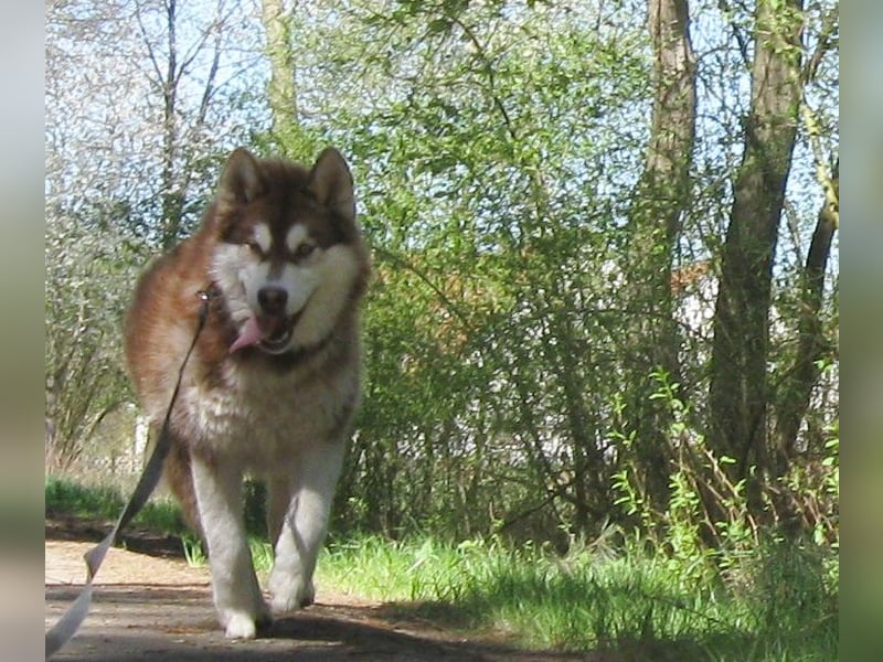 Alaskan Malamute Welpen