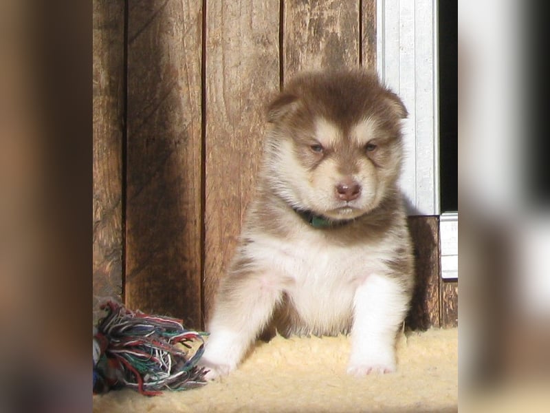 Alaskan Malamute Welpen