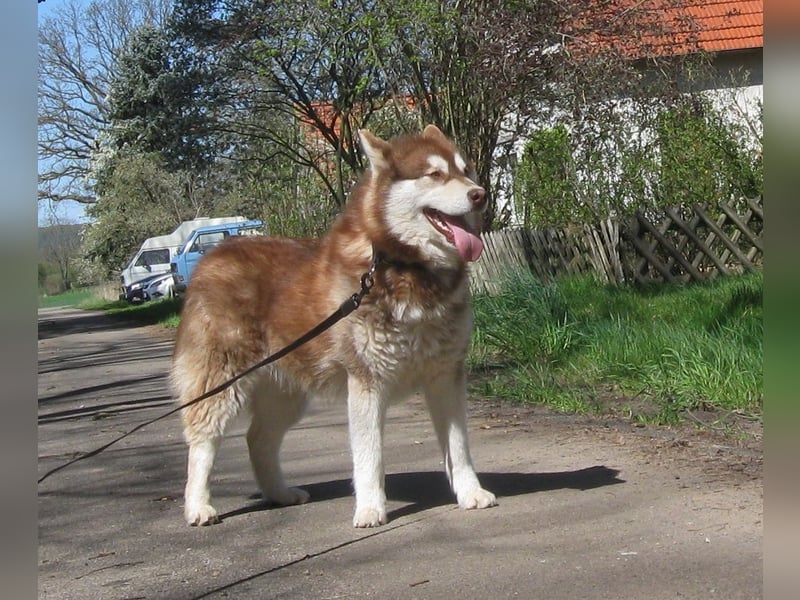 Alaskan Malamute Welpen