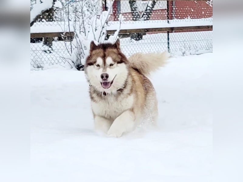 Alaskan Malamute Welpen