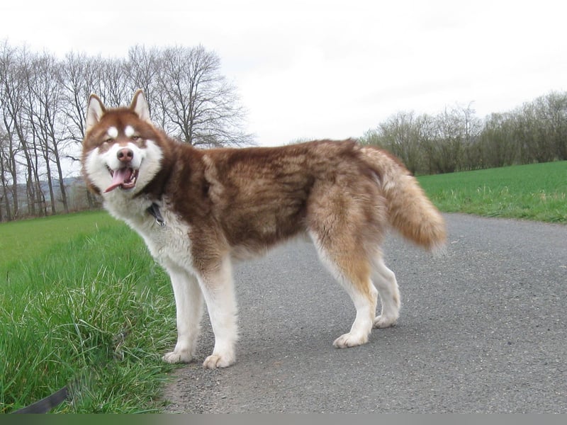 Alaskan Malamute Welpen