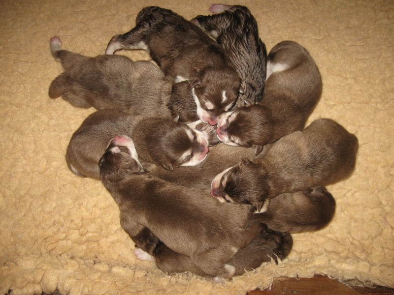 Alaskan Malamute Welpen