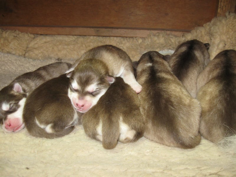 Alaskan Malamute Welpen