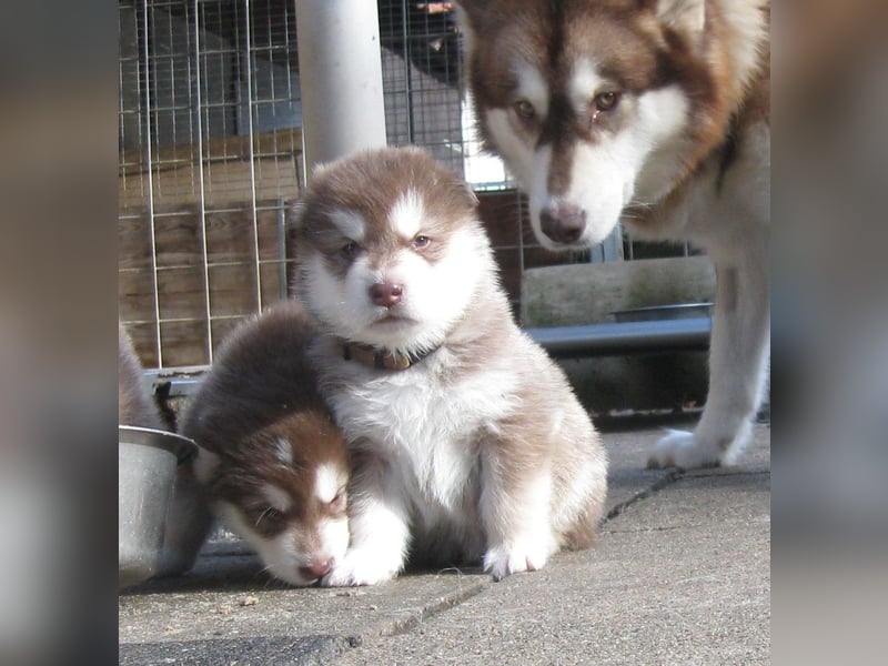 Alaskan Malamute Welpen