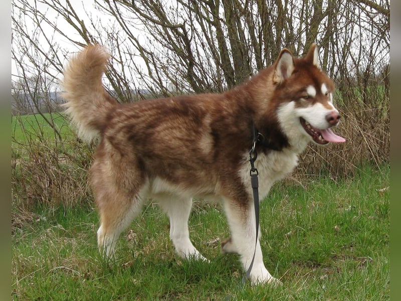 Alaskan Malamute Welpen