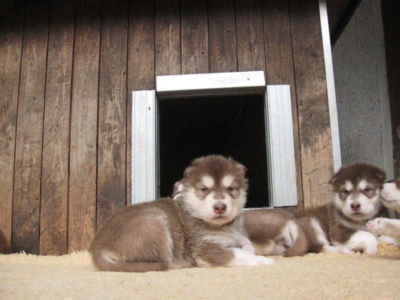 Alaskan Malamute Welpen