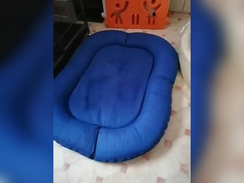 Alles zu verkaufen ( Zuchtauflösung.