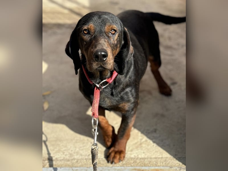 Andrija ein gebrochener Engel