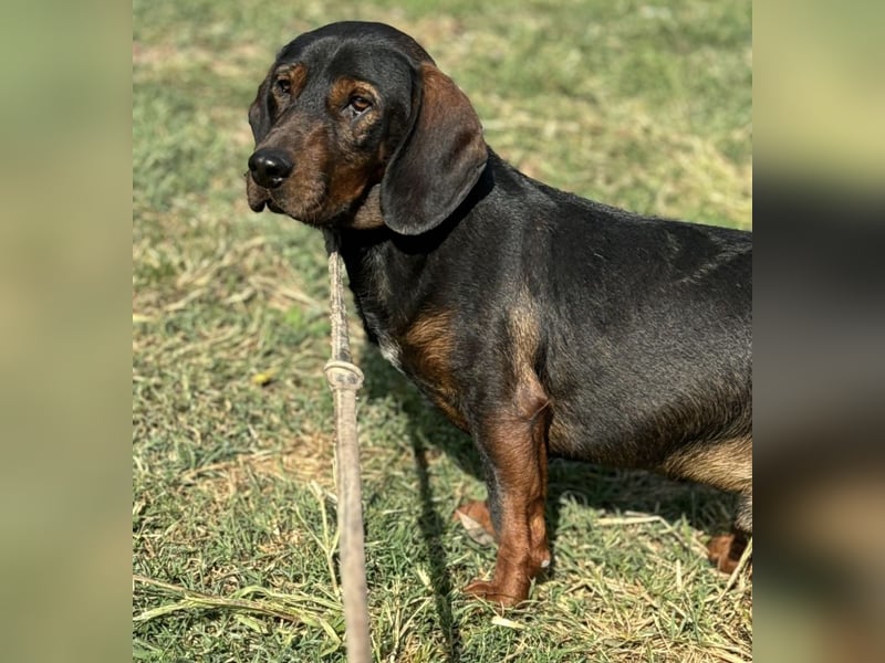 Andrija ein gebrochener Engel