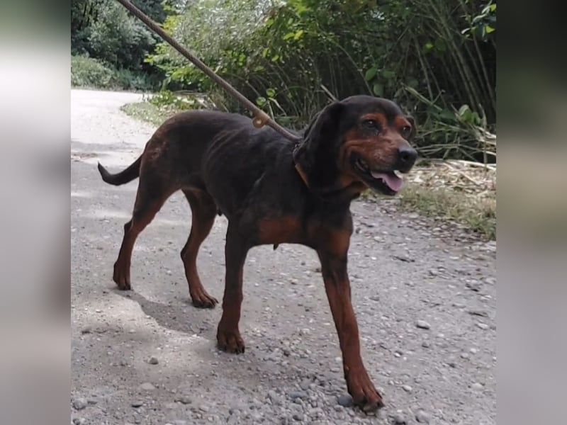 Missy braucht Liebe