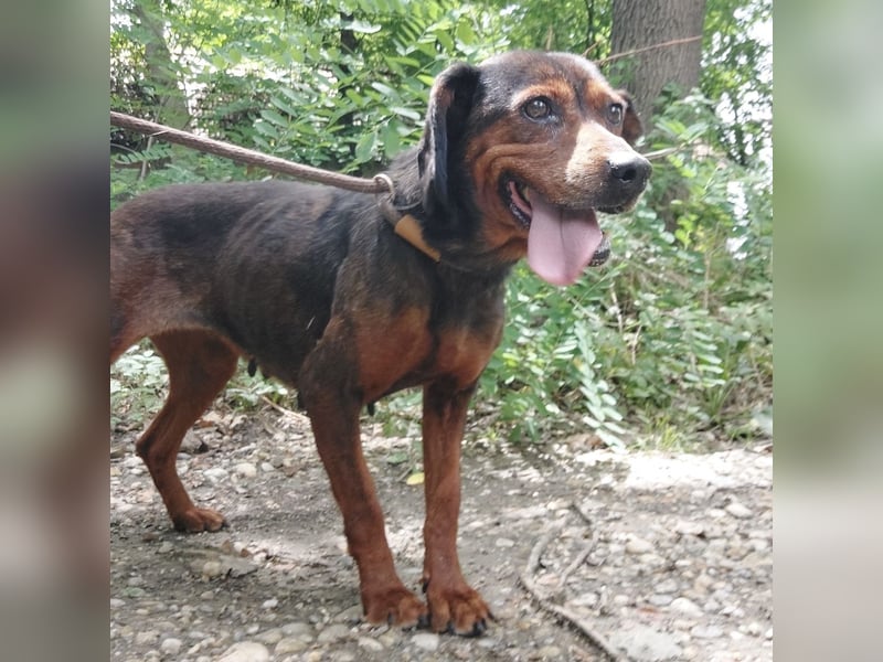 Missy braucht Liebe