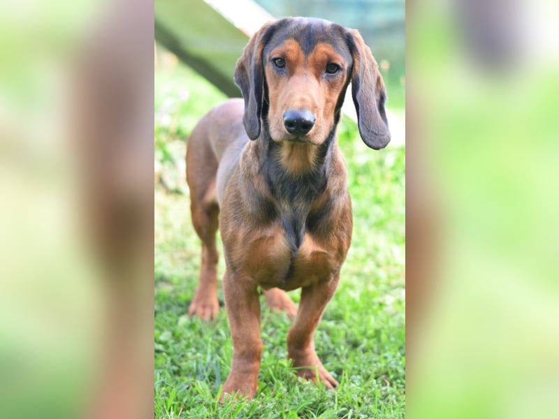 Nette Alpenländische Dachsbracke Ronny sucht ein Zuhause