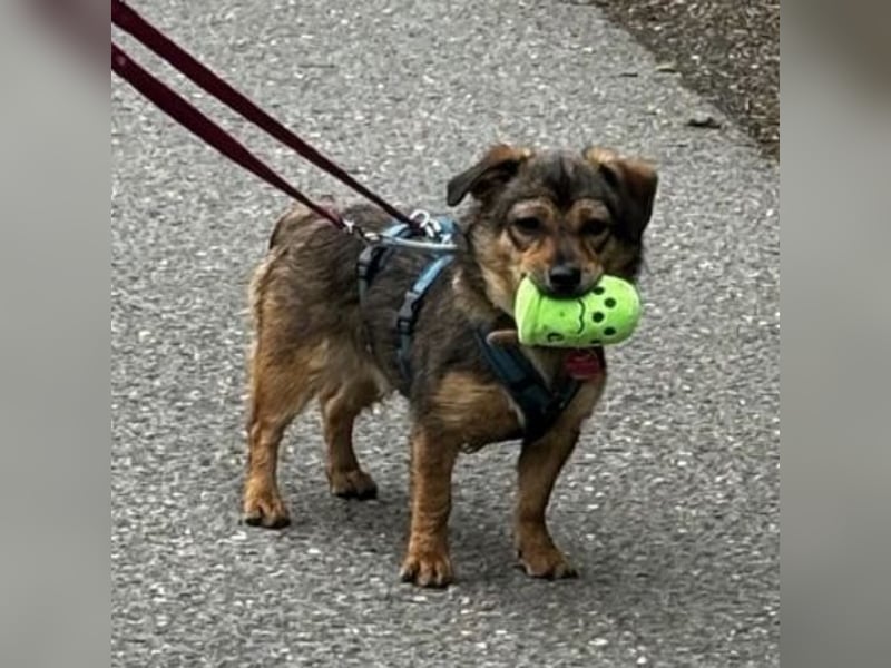 Sky ein schüchternes kleines Mädchen