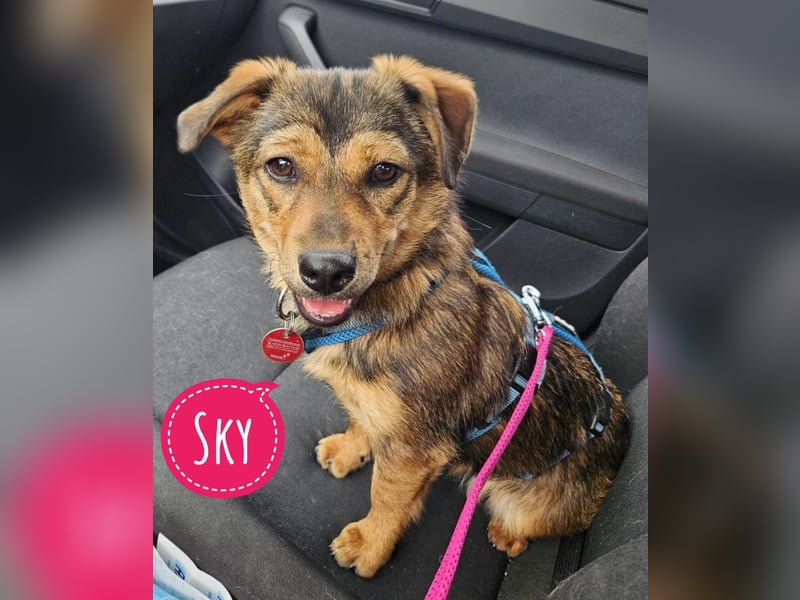 Sky ein schüchternes kleines Mädchen