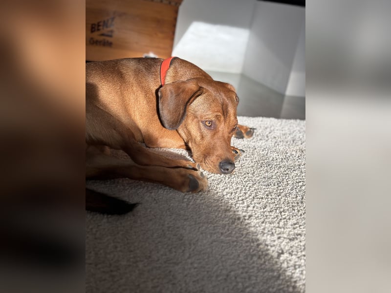 Bruni sucht ein ruhiges, hundeerfahrenes Zuhause