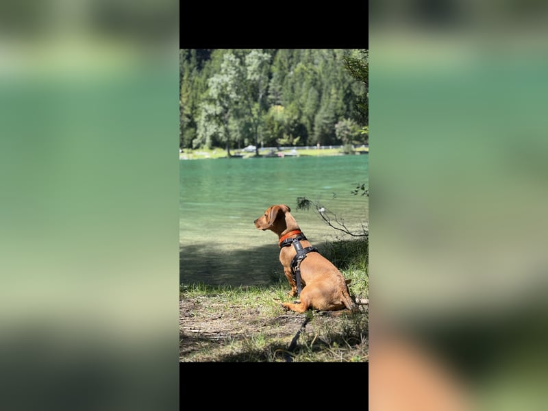 Bruni sucht ein ruhiges, hundeerfahrenes Zuhause