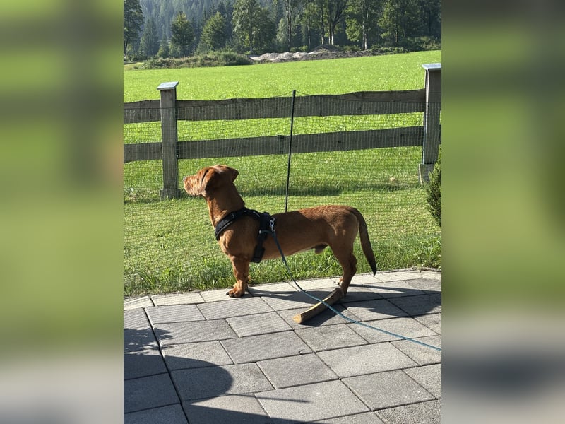 Bruni sucht ein ruhiges, hundeerfahrenes Zuhause