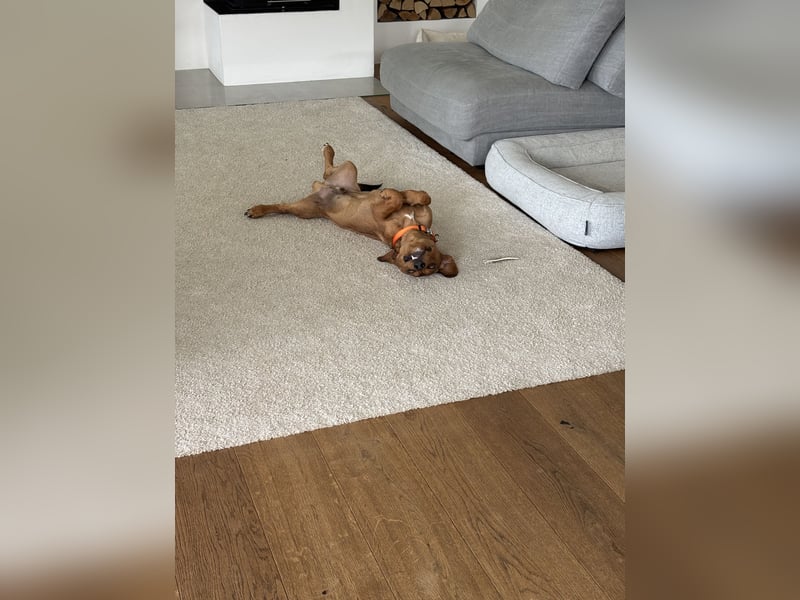 Bruni sucht ein ruhiges, hundeerfahrenes Zuhause