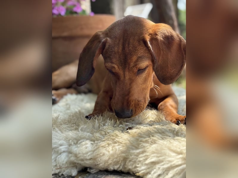 Bruni sucht ein ruhiges, hundeerfahrenes Zuhause