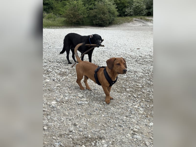 Bruni sucht ein ruhiges, hundeerfahrenes Zuhause