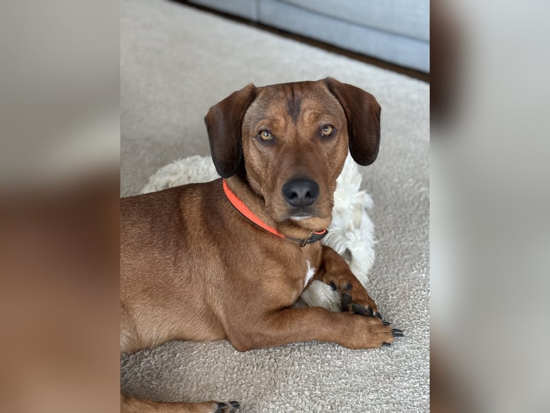 Bruni sucht ein ruhiges, hundeerfahrenes Zuhause