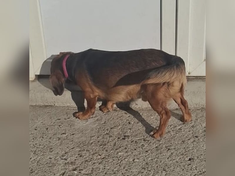 Niki ein fröhlicher kleiner Spatz