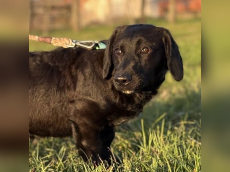 Cody der Allerliebste