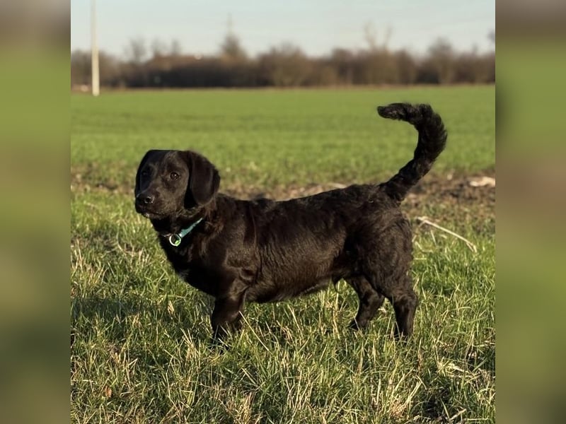 Cody der Allerliebste