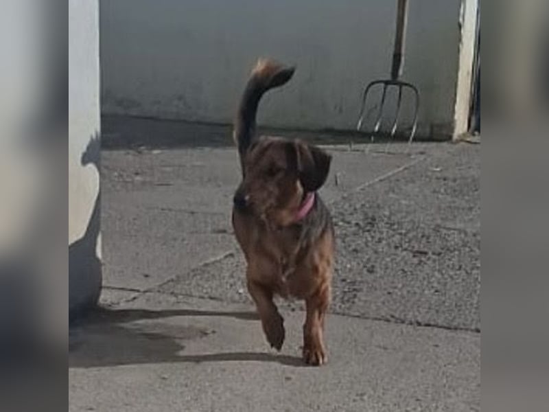 Niki ein fröhlicher kleiner Spatz