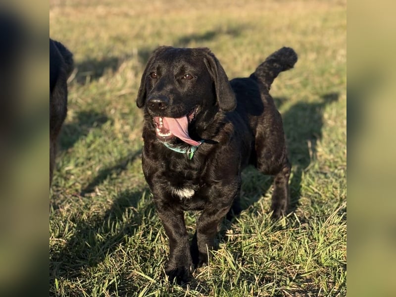 Cody der Allerliebste