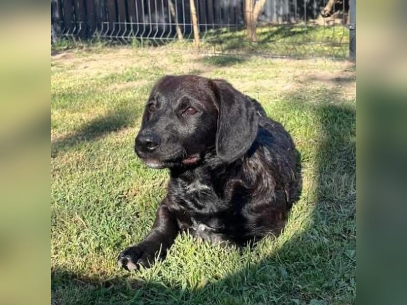 Cody der Allerliebste