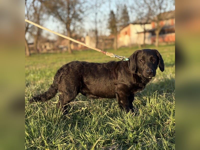 Cody der Allerliebste