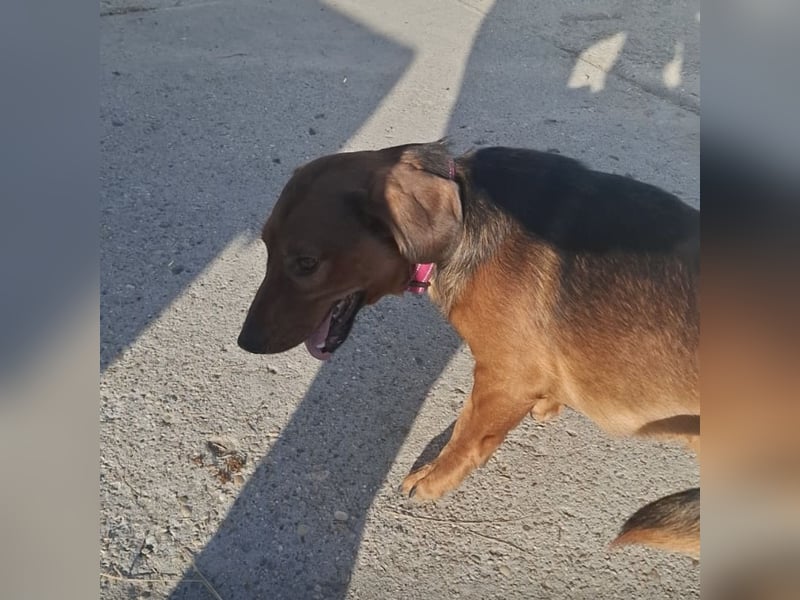 Niki ein fröhlicher kleiner Spatz