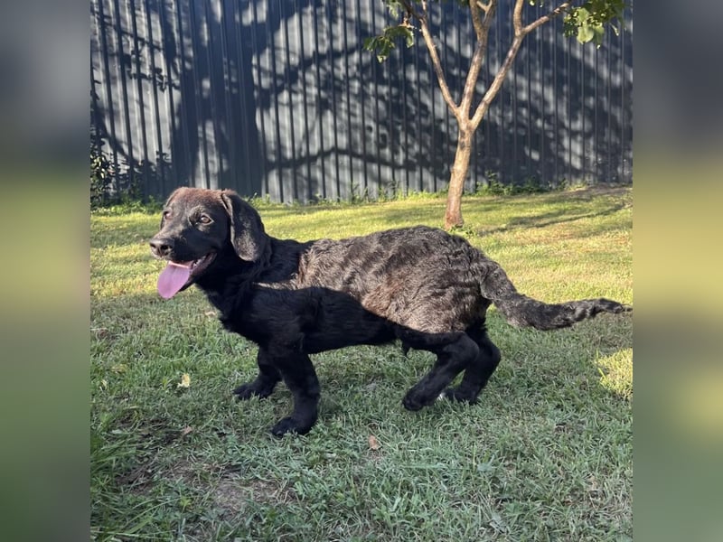 Cody ein kleiner zum Knuddeln