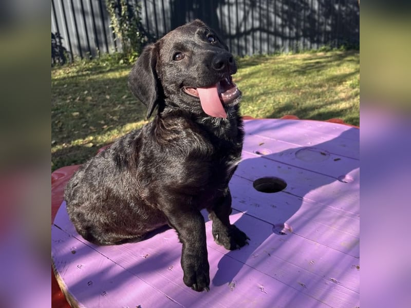 Cody ein kleiner zum Knuddeln