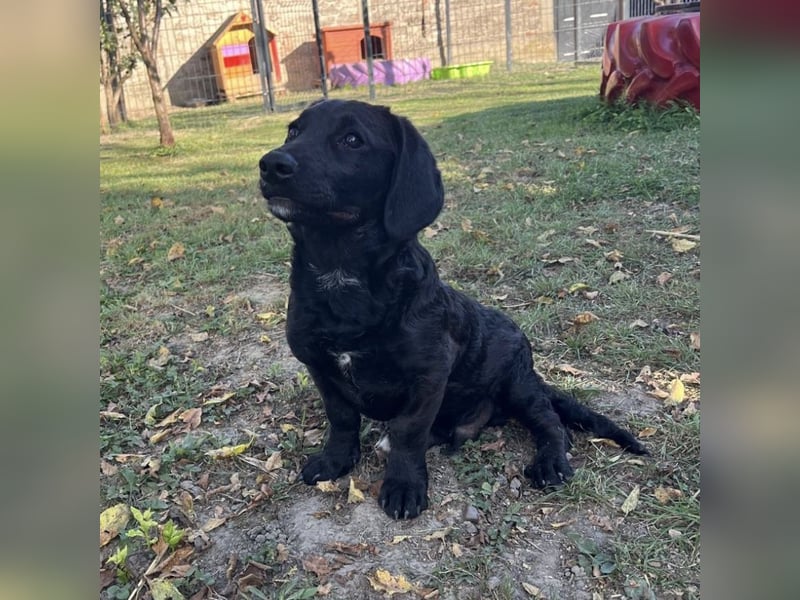 Cody ein kleiner zum Knuddeln