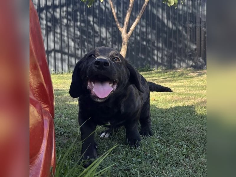 Cody ein kleiner zum Knuddeln