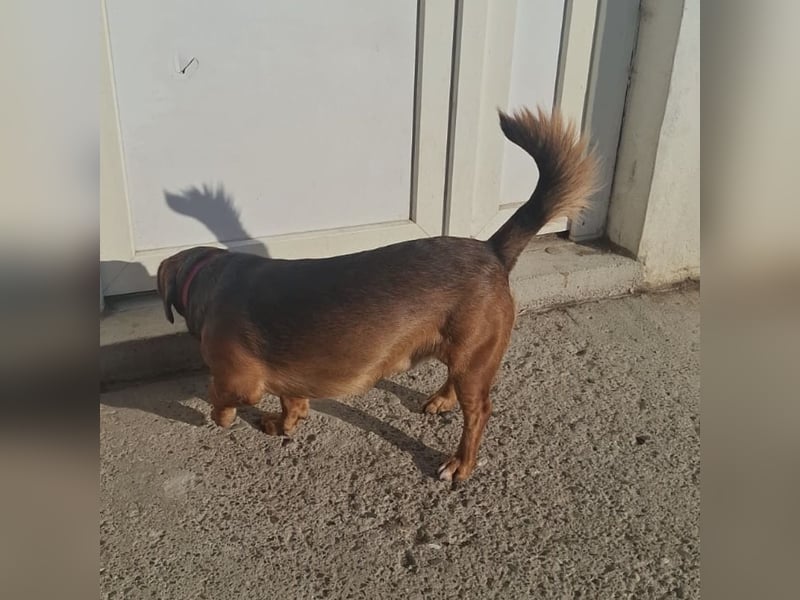 Niki ein fröhlicher kleiner Spatz
