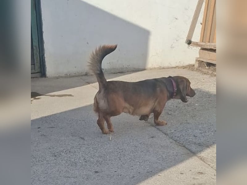 Niki ein fröhlicher kleiner Spatz