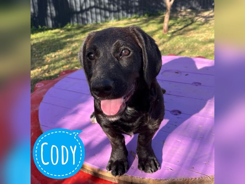 Cody ein kleiner zum Knuddeln
