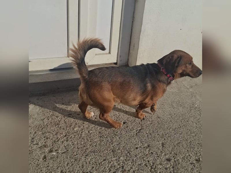Niki ein fröhlicher kleiner Spatz