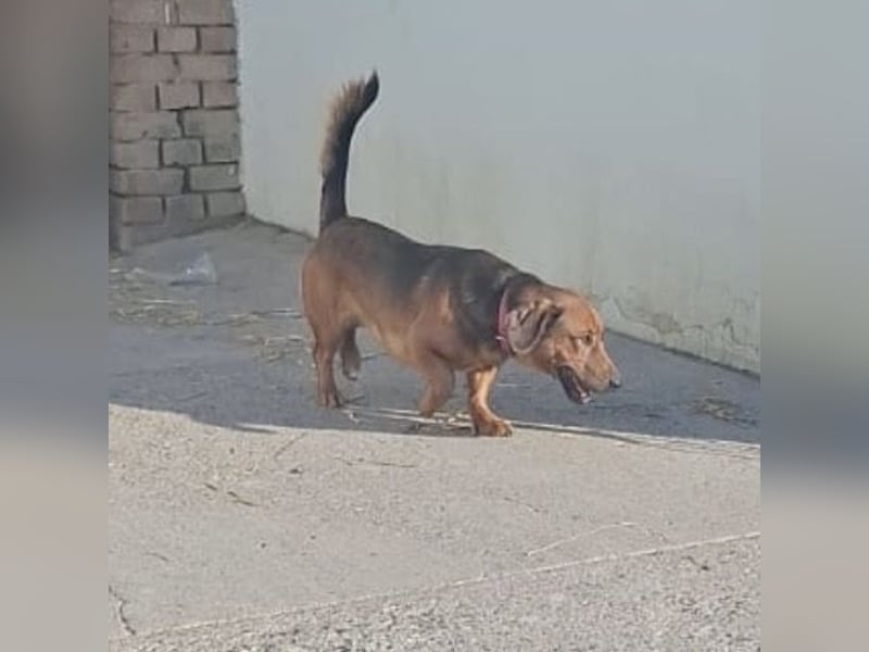 Niki ein fröhlicher kleiner Spatz