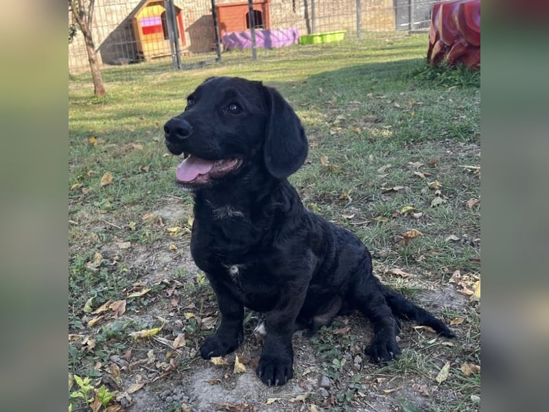 Cody ein kleiner zum Knuddeln