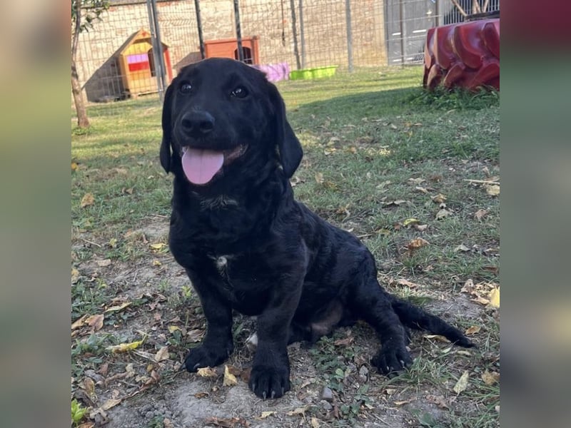 Cody ein kleiner zum Knuddeln