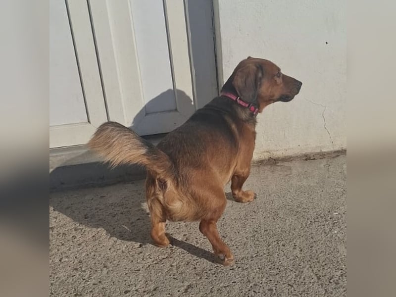 Niki ein fröhlicher kleiner Spatz
