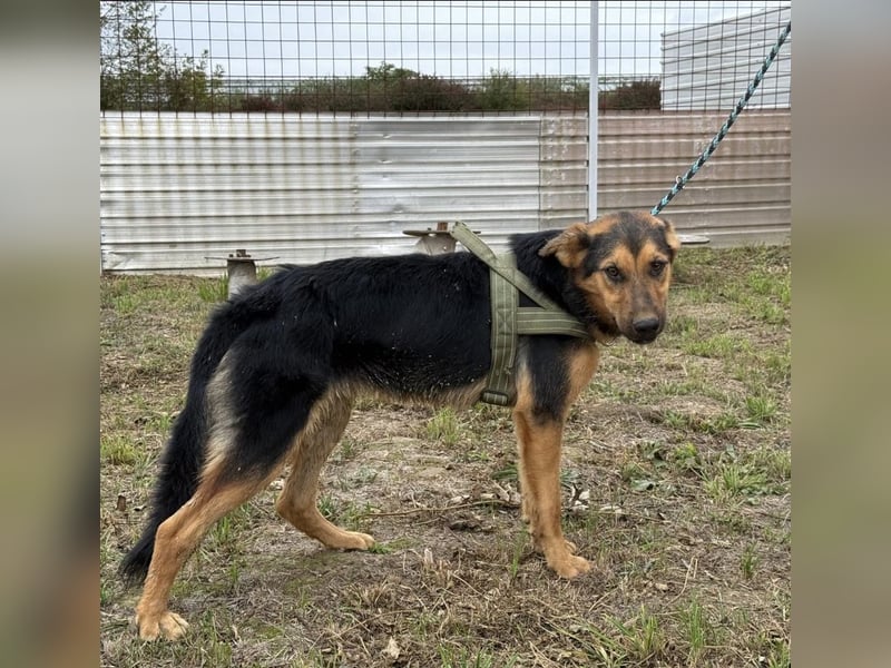 Zen ein sehr lieber gutmütiger Rüde