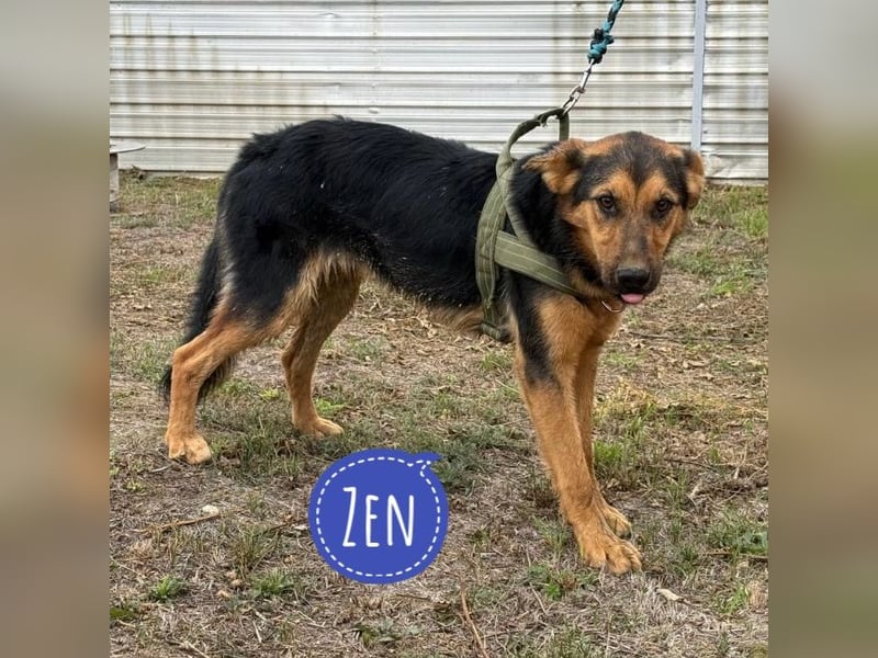 Zen ein sehr lieber gutmütiger Rüde
