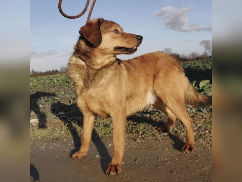 Toro ein zarter Rüde