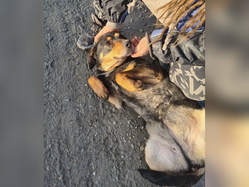 Zaira eine sanfte Seele